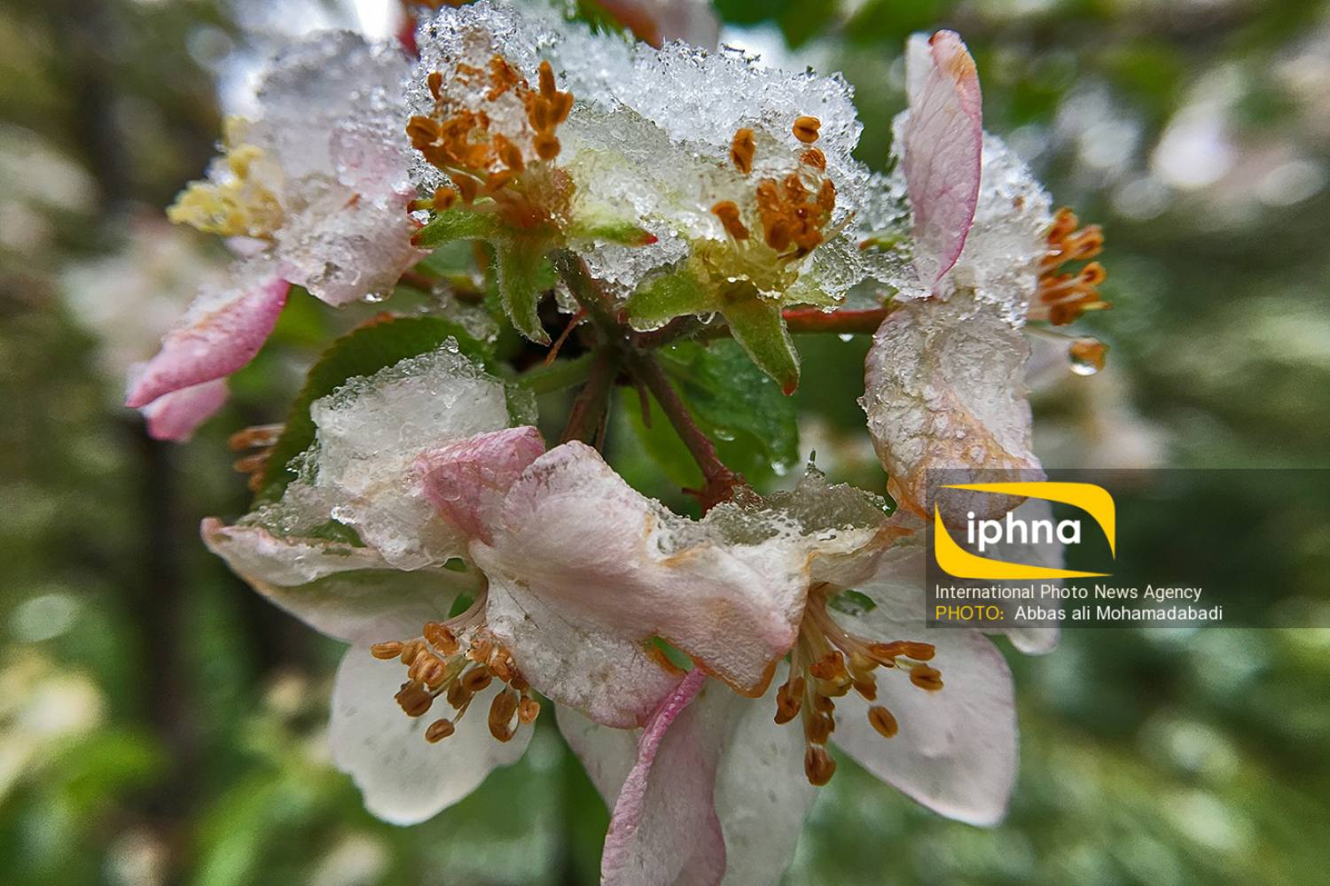 تصویر منتخب