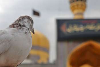 حرم مطهر رضوي در شب شهادت امام رضا عليه السلام