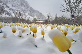 باغ لاله گچسر بعد از بارش برف در بیست و هفتمین روز از بهار